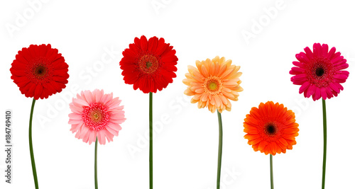 Collection of daisy flower on white background.