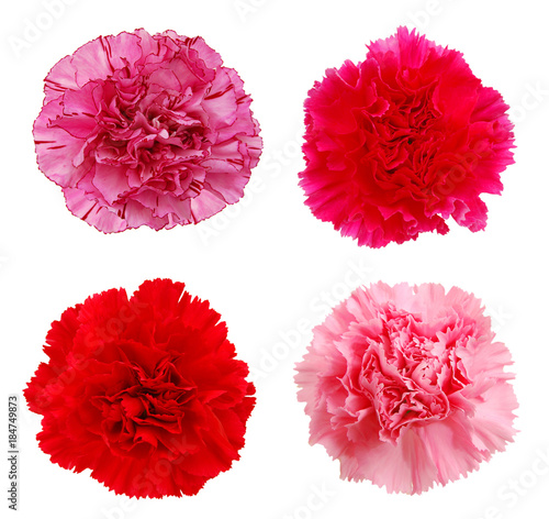 A set of carnation flowers photo