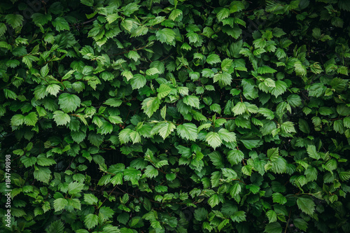 Green plant leaves foliage texture for design background, vintage color with vignette