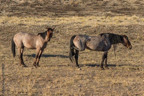 Wild Horses in the Utah Desert