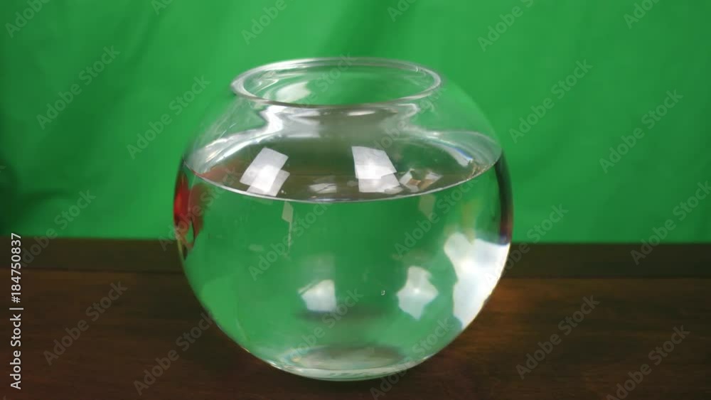 goldfish in glass bowl chroma key goldfish in glass bowl chroma key