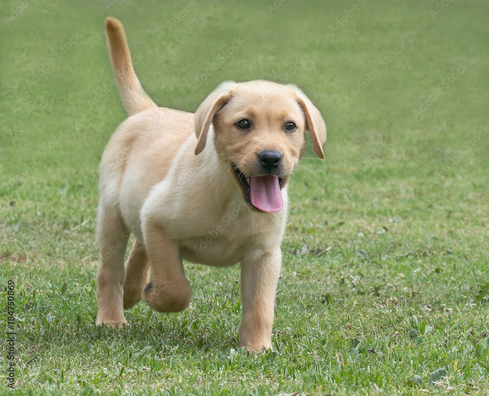 Adorable Labrador Puppy on Green Grass