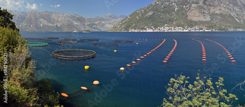 Cultivation of mussels in Boko-Kotor bay  Montenegro