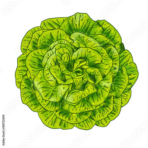 Green lettuce salad head top view