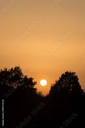 Silhouette of trees at sunset