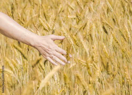 Female hand touching the ears of rye on the field