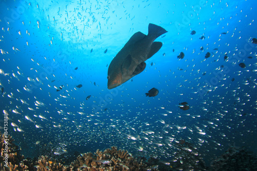 Coral reef and fish underwater