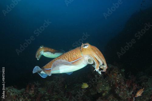 Pharaoh Cuttlefish pair on coral reef