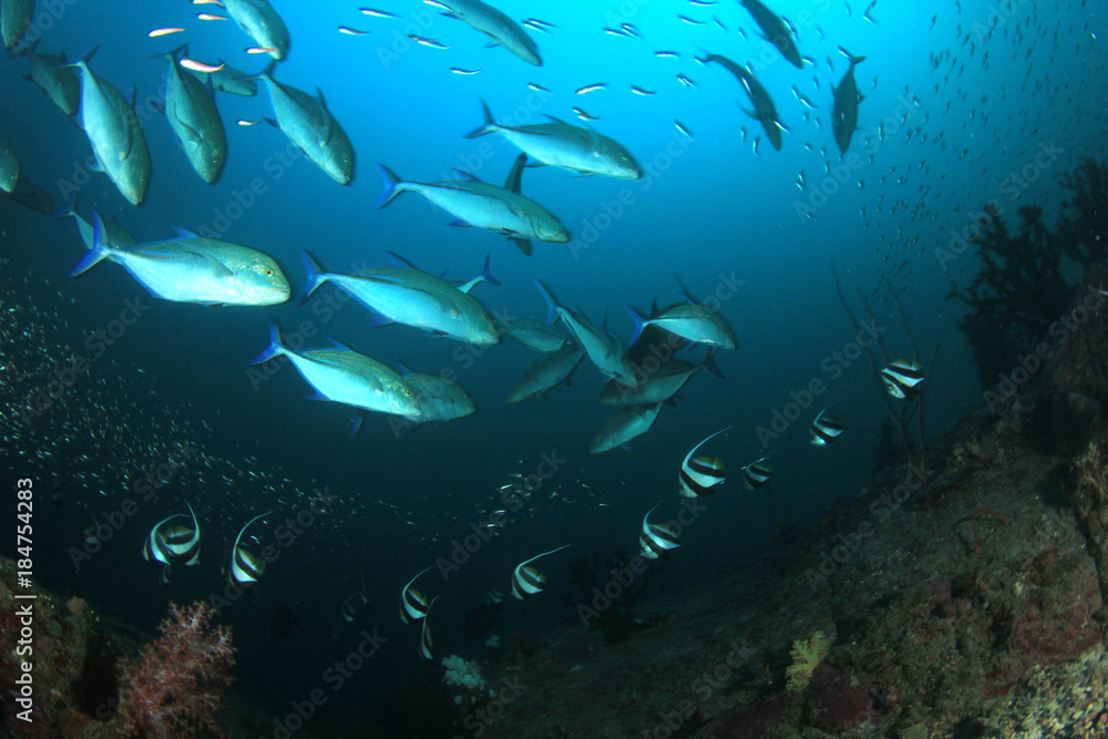 Fototapeta premium Trevally fish (Jackfish)
