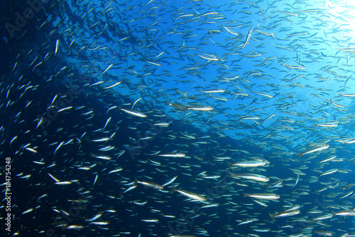 Fish underwater background