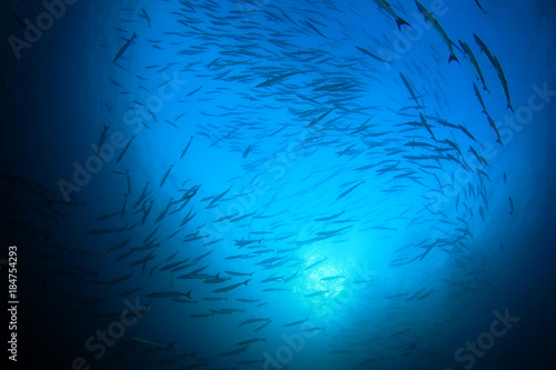 Barracuda fish school