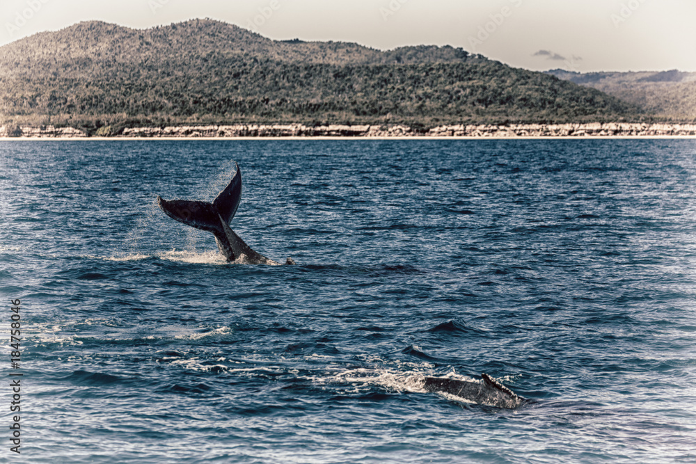 Fototapeta premium in australia a free whale in the ocean