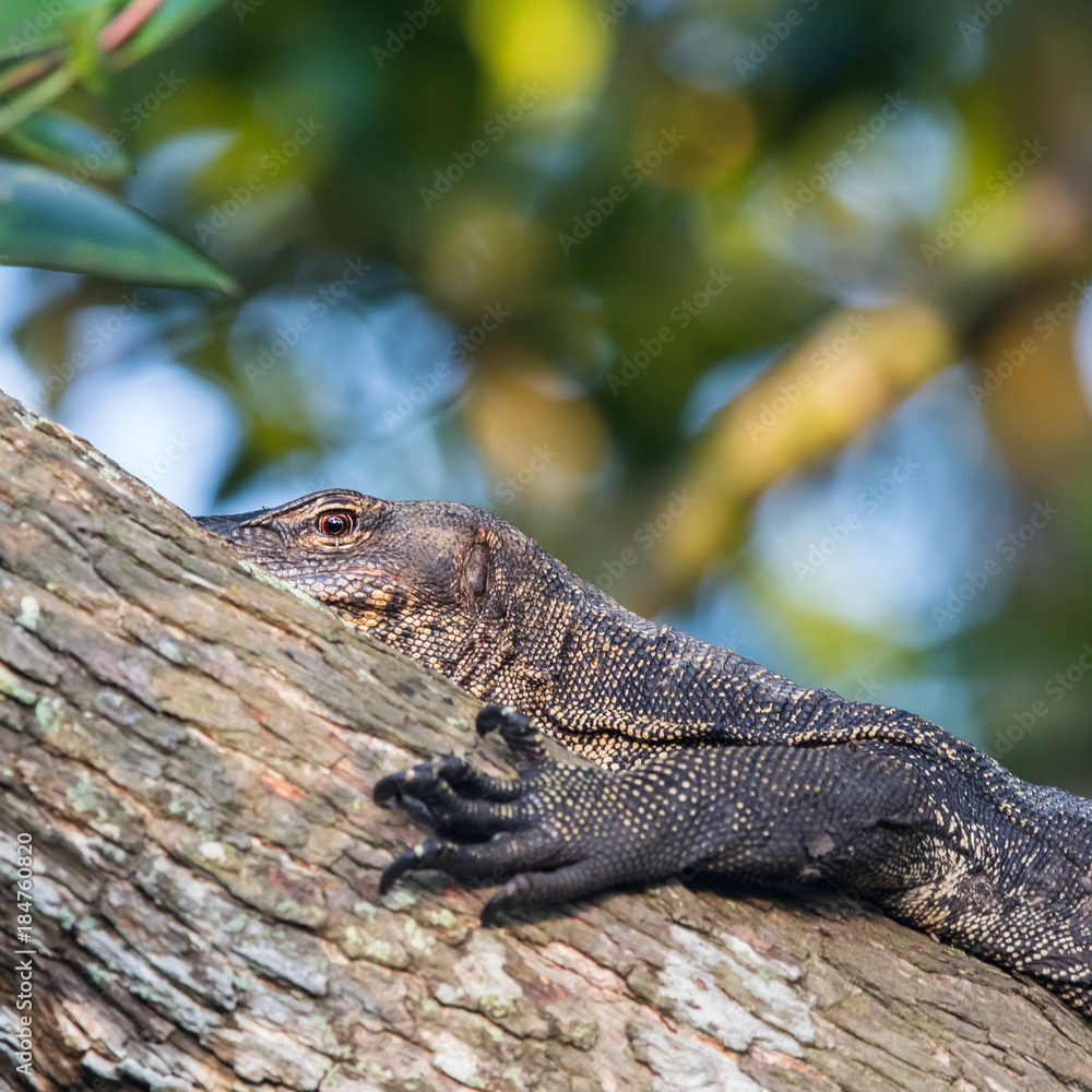 Fototapeta premium Bokeh in the jungle