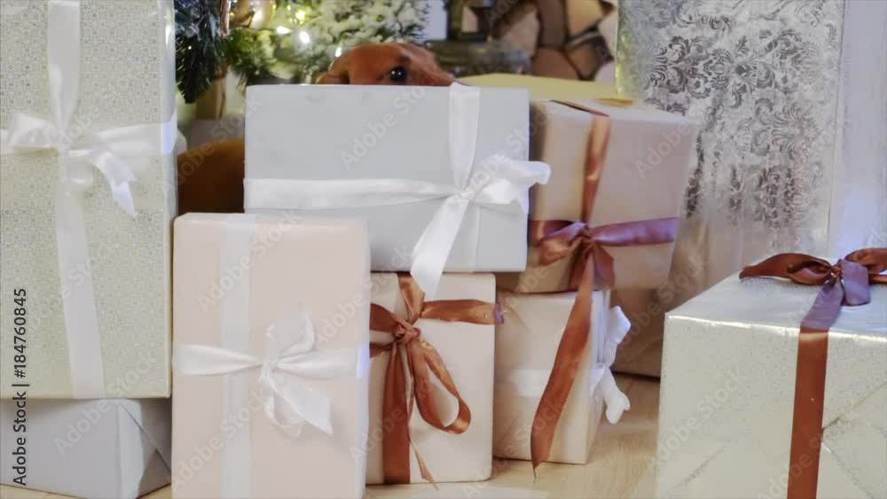 dog at home in christmas decoration, dog wade through gifts boxes in slowmotion dog at home in christmas decoration, dog wade through gifts boxes in slowmotion