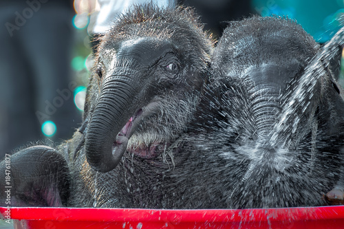 Photography PLAYFUL ELEPHANTS