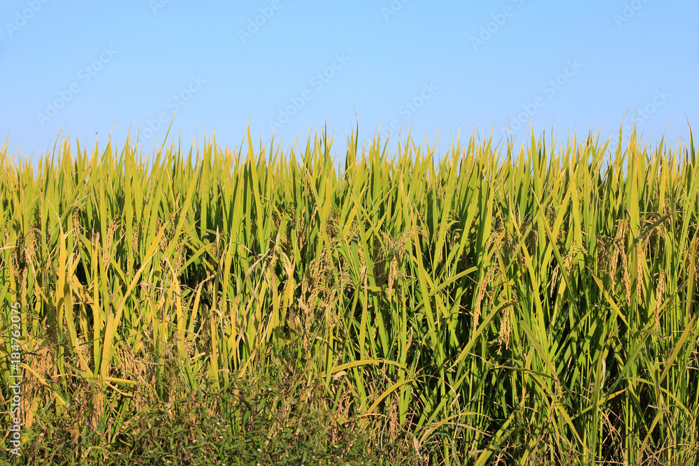 Fototapeta premium Rice paddies