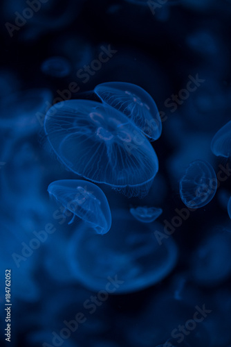 jellyfish-くらげ-