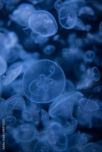 jellyfish-くらげ-