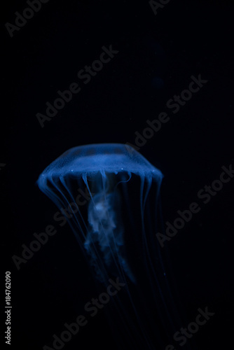 jellyfish-くらげ-