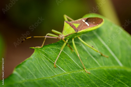 Image of green legume pod bug(Hemiptera) on a green leaf. Insect. Animal