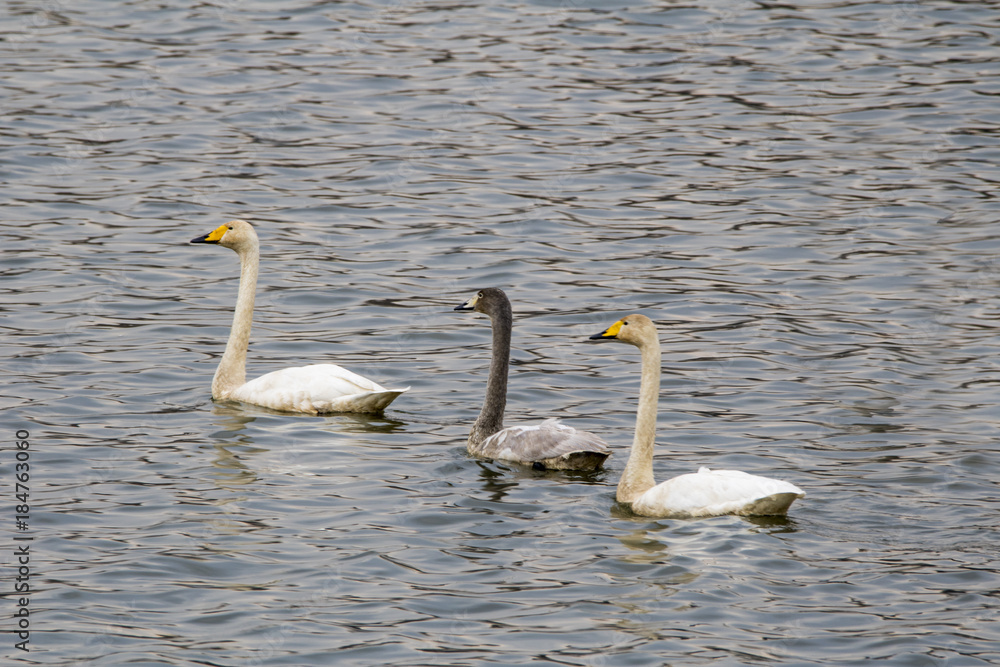 Whooper swans swimming in the lake in Korea Whooper swans swimming in the lake in Korea