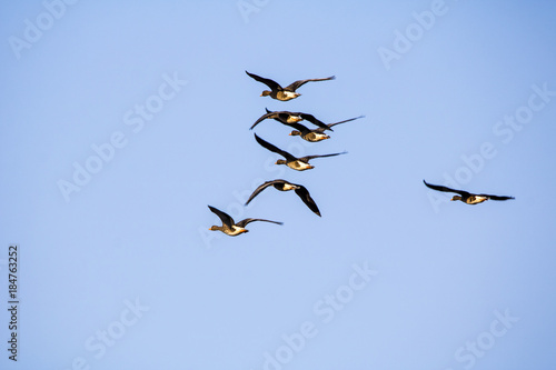 A flock of wild geese flying on the sky