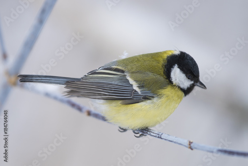 Big Titmouse sits on a tree photo