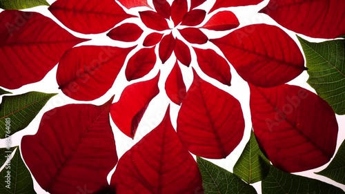 Closeup rotation with red and green Poinsettia leaves. Awesome Christmas and New Year decorative background in 4K.
