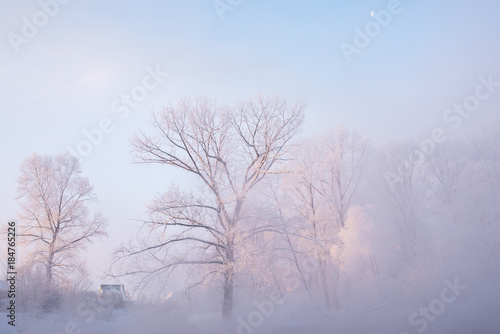 amazing landscape with frozen snow covered trees at sunrise    © photollurg