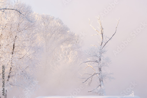 amazing landscape with frozen snow covered trees at sunrise     © photollurg