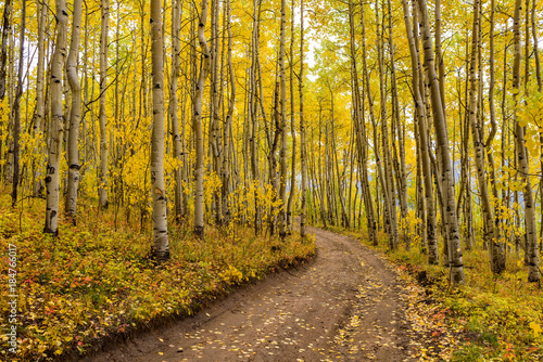 Autumn Aspen Grove - A unpaved hiking trail  curving through a dense autumn aspen forest  in Colorado Rockies.