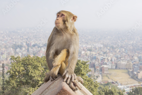Monkey and Kathmandu skyline  © pop_gino