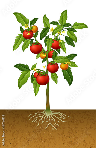 Tomato plant with root under the ground