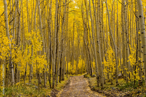 Autumn Aspen Trail - Horizontal - The sun shines on a unpaved hiking trail through a dense aspen forest in golden autumn of Colorado  USA.