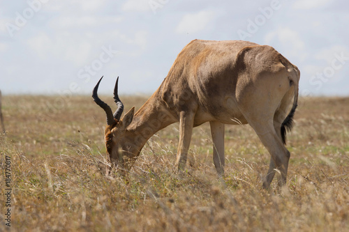 Hartebeest  Grazing