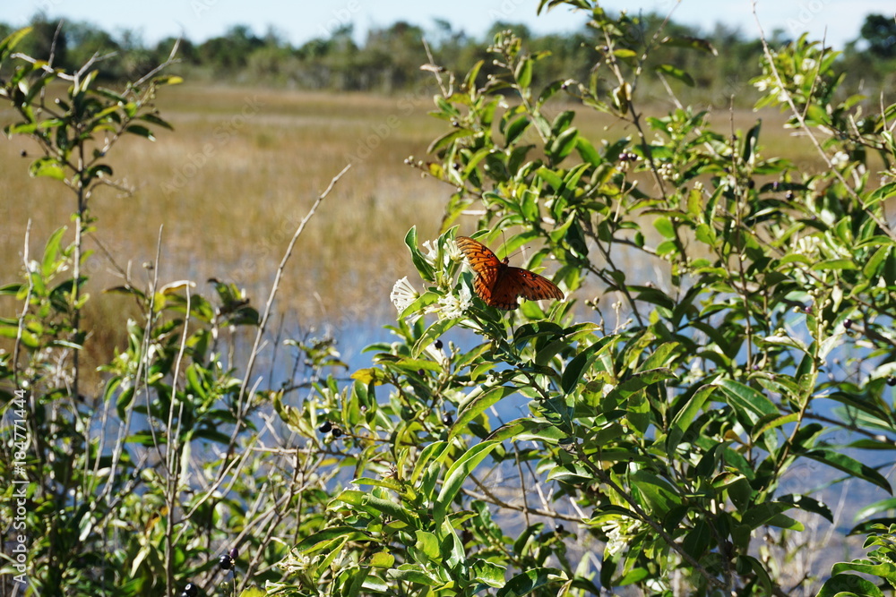 Obraz premium Butterflies pollinating wildflowers in the wilderness