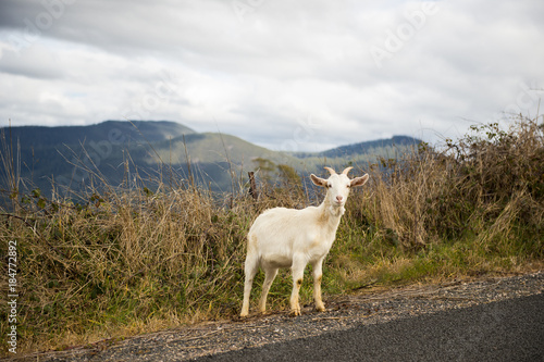 Goat outside during the day time in Tasmania.