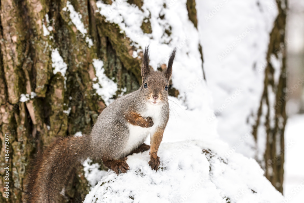 little squirrel sitting on tree trunk covered with snow in winter forest little squirrel sitting on tree trunk covered with snow in winter forest