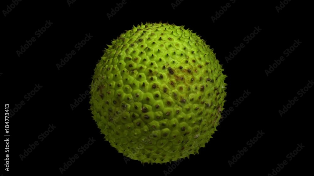Realistic render of a rotating breadfruit on black background. The video is seamlessly looping, and the object is 3D scanned from a real fruit.
Realistic render of a rotating breadfruit on black background. The video is seamlessly looping, and the object is 3D scanned from a real fruit.