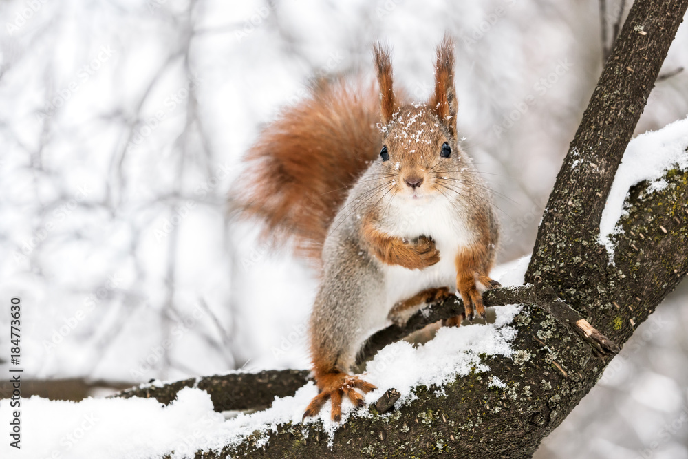curious fluffy squirrel sitting on tree branch against snowy winter park background curious fluffy squirrel sitting on tree branch against snowy winter park background