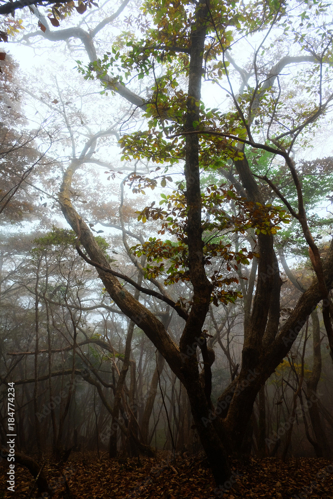 Obraz premium 精霊が棲む木