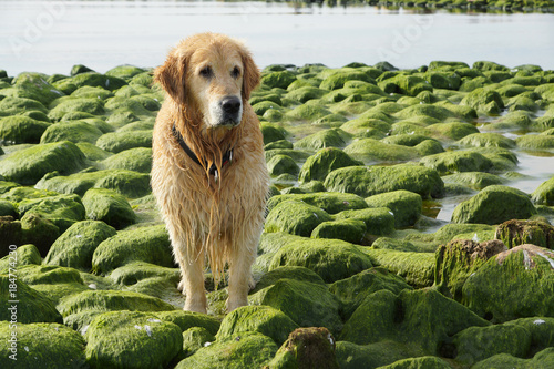 Foto The dog breed golden retriever wet after bathing sitting on green stones