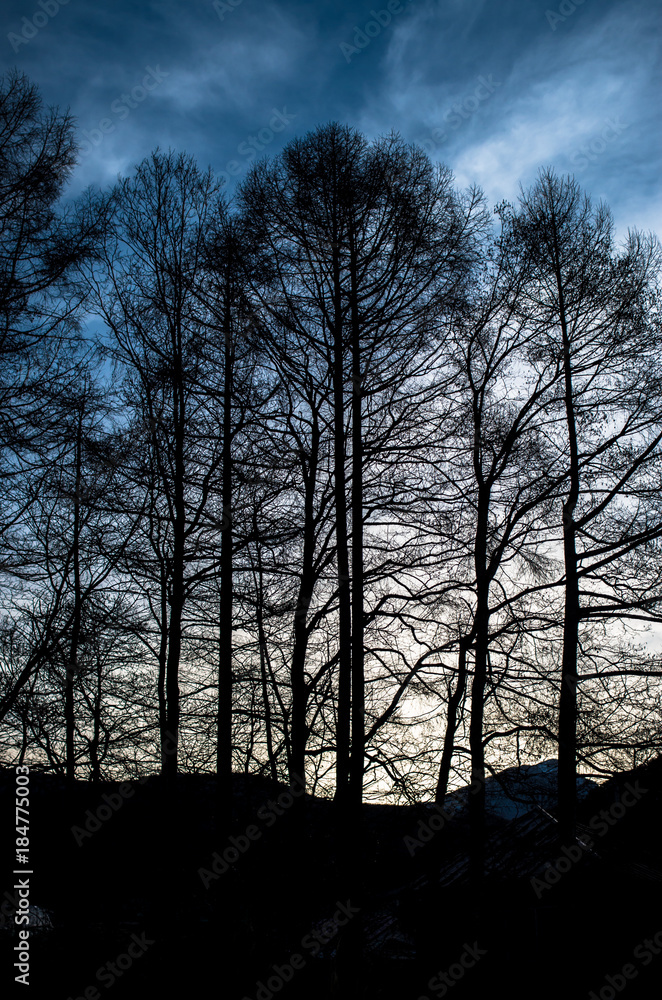 Fototapeta premium Grove in early morning