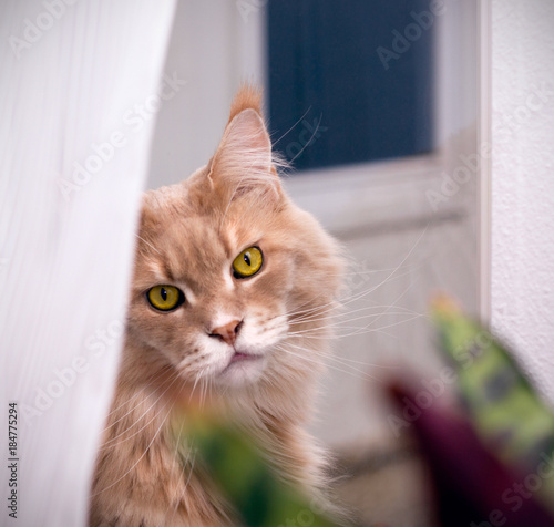 Sweet romantic green-eyed maine coon cat waiting and looking in camers photo