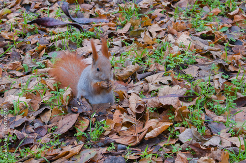 The red squirrel stands on its paws and eats sunflower seeds. photo