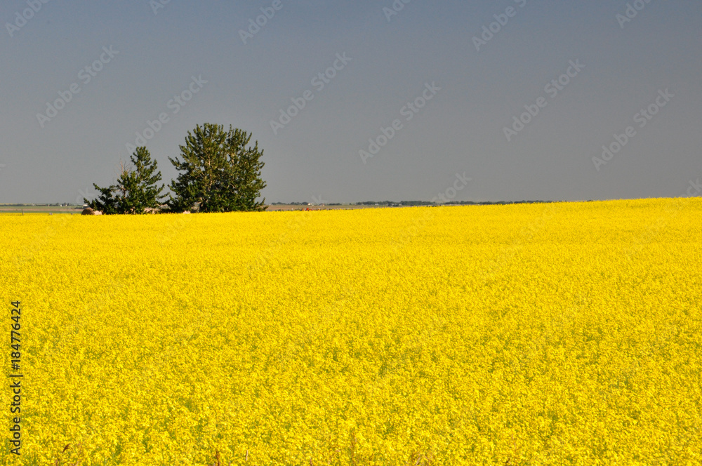 Canola fields before harvest