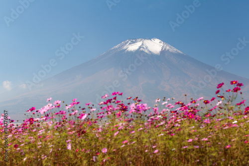 Fototapeta Naklejka Na Ścianę i Meble -  Field of cosmos flowers and Mountain Fuji in autumn season at Yamanakako Hanano Miyako Koen