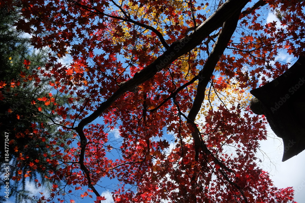 Fototapeta premium お寺の秋