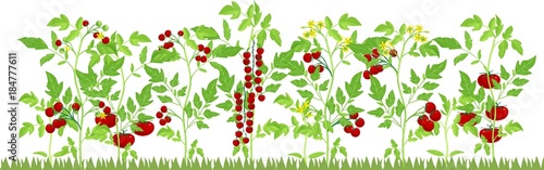 Vegetable patch with fruiting tomato plants on white background