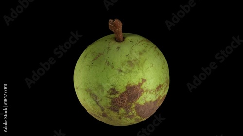 Realistic render of a rotating star apple (green skin variety) on black background. The video is seamlessly looping, and the 3D object is scanned from a real star apple.
 photo